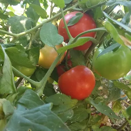 Sea View With 4 Bedrooms - Grecorama Villa Monodhéndrion