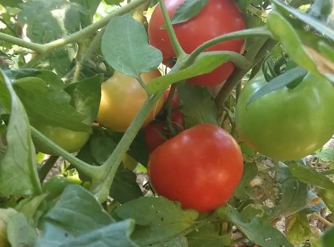 Sea View With 4 Bedrooms - Grecorama Vila Monodhéndrion